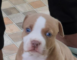 Purchase KCI Registered Pitbull Puppy from Ahmedabad